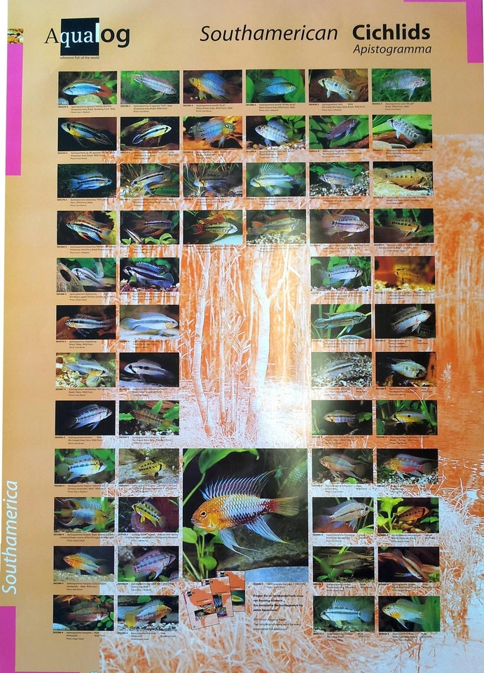 AQUALOG: Poster Dwarf Cichlids 1 (Apistogramma + Other Dwarf Cichlids) - Image 1 of 1