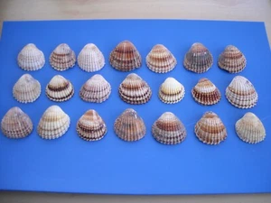 STOCK 3 KG CONCHIGLIE RIGATE COLLEZIONE BRICOLAGE DECOUPAGE ARREDO - Imagen 1 de 2