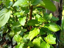 x5 Live Orange Mint Cuttings Plants garden forest grow