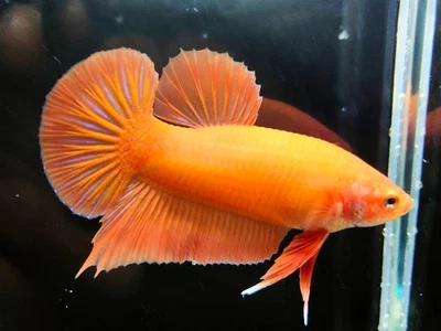 Live Betta Fish Giant Young Super Orange HMPK Male HighQuality - Image 1 of 4