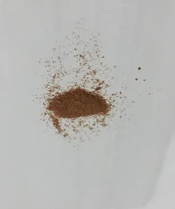 Staghorn Fern Platycerium Hillii Helios 500 -1000 spore + Phytosanitary - Picture 1 of 6