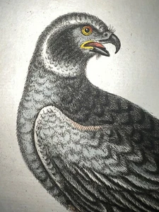 Incisione antica pl. 2 Edwards Seligmann C1750 Bird Falcon Lucertola Colorata a mano - Foto 1 di 3
