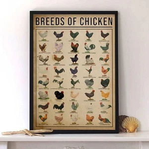 Breeds Of Chicken Knowledge Poster - Picture 1 of 3
