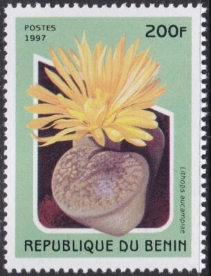 Specimen, Benin Sc1003 Flowering Cactus, Lithops aucampiae - Image 1 of 2