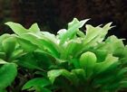 Hygrophila Corymbosa Compacta - Freshwater Live Aquarium Plants  SUPER PRICE!!!