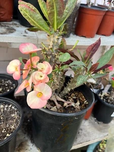EUPHORBIA MILII CROWN OF THORNS BARE ROOT PLANT 8" H.FROM MY GARDEN SEEDS #13 - Picture 1 of 3
