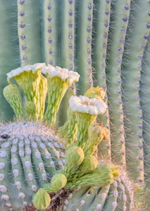 Postal SAGUARO PRIMER PLANO - 3D lenticular   - Imagen 1 de 1