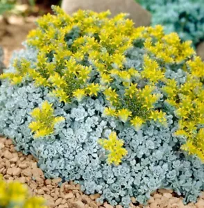 Sedum cape blanco plant plugs succulent garden patio pot rockery, pack of 3 - Picture 1 of 1