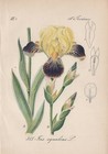 Head Iris - Iris Squalens Chromo-Lithographie From 1880