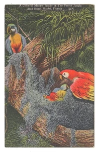 Postal Original Familia Guacamayo Loro Selva Miami Florida De Colección - Imagen 1 de 2