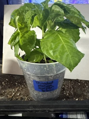 Trinad Moruga Scorpion 黄色!! 每个容器 5!! 准备发货!! — 第 1/4 张图片