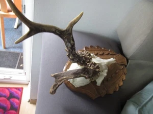 Abnormer Rehbock auf einen Holzbrett drauf - Bild 1 von 3