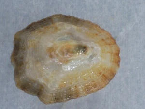 ROTULA CAERULEA SPECIAL DUPLICATUS, DOBLE PATTERN - Picture 1 of 2