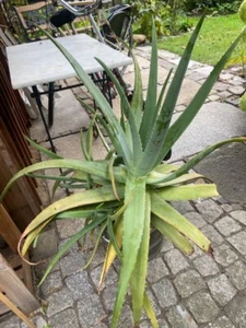 riesige echte Aloe Vera - Bild 1 von 2