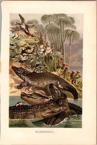 Brehm Krokodile Wilhelm Kuhnert Antik Original Chromolithographie 1890 - Bild 1 von 5