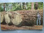 Antique Giant Fir Logs Ready For The Mill, Mt. Vernon, Washington Postcard 1909