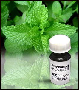 Peppermint Essential Oil 100% Pure Undiluted (10ML-500ML) - Picture 1 of 1