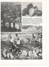 SAGO PALMS PLANTING TARO IN FIJI FARM WORKERS 1951 PHOTO ILLUSTRATION PRINT