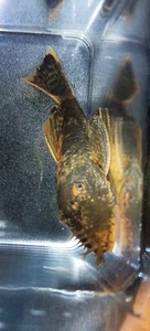 Adult Male Calico Bristlenose Pleco (Ancistrus sp.) @ 3"+ Quality Live Fish - Picture 1 of 6