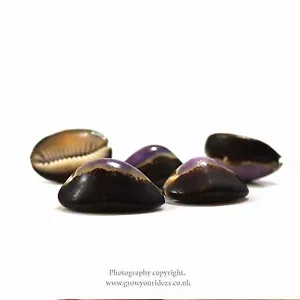 3 x Cowrie snakes head purple top seashells (Monetaria caputserpentis) 3 to 4 cm - Picture 1 of 5