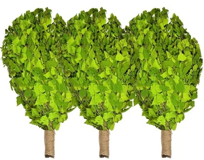 Birkenreisig 3x60cm Birkenquast Birkenzweig Sauna Wenik Banja Saunazubehör Vitau - Bild 1 von 3