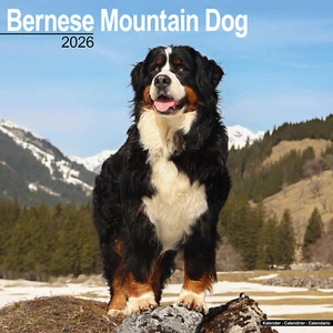 Bernese Mountain Dog 2026 Calendar | Dog Breed Gift Wall 15% OFF MULTI ORDERS - Picture 1 of 8