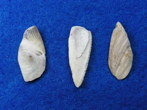 DRILLED SHELL TOOLS 1" NORTH CAROLINA Authentic Indian Artifacts - Picture 1 of 13