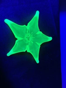Uranium Gibson Glass VASELINE Starfish - Picture 1 of 5