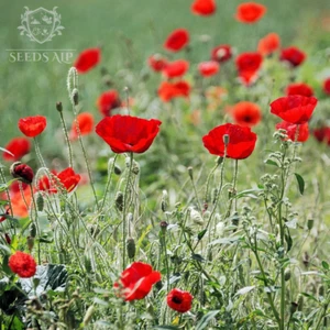 Klatschmohn 50.000 Samen Papaver rhoeas Mohnblumen Mohnwiese Rot Mohn RED POPPY - Bild 1 von 3