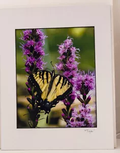 Tiger Schwalbenschwanz Schmetterling auf Liatrisblüte 8x10 Foto im 11x14 Passepartout - Bild 1 von 1