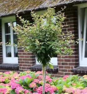 Hochstamm Geschlitzte Zierkirsche Kojou no mai 60-80cm - Prunus incisa - Bild 1 von 1