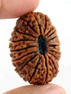 17 Mukhi Rudraksha Seventeen Face Rudraksh Hindu Sacred Bead Rare Free Shipping - Picture 1 of 3
