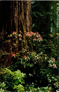 Del Norte Coast Redwoods State Park California Postcard - Picture 1 of 2