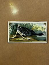 N13 Allen & Ginter Game Birds 1889 American Coot Tobacco Card