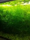 Guppy grass Najas guadalupensis aquarium stem plant 10 grams easy to grow