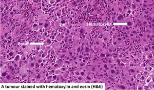 Hematoxylin (Natural Black I) (stain for histology) | 517-28-2 | 25 g | 99% - Imagen 1 de 3