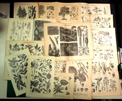 Botanik - 28 s/w Tafeln auf 20 Blättern ab 1884 bis um ca 1900 - Bild 1 von 4