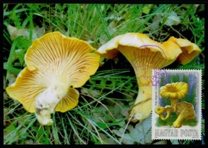 WĘGRY MK 1984 FLORA ROŚLINY POKARM GRZYBY KARTA MAXIMUM MC CM xb43 - Zdjęcie 1 z 2