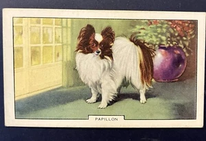 (A/145) Gallaher’s “DOGS” Cigarette Card ( Second Series ) Card No 19 - Picture 1 of 2