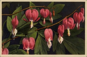 Dicentra Spectabilis Postkarte - auffälliges blutendes Herz Blumen - Bild 1 von 2