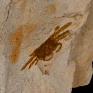 1,2 Zoll Fossile Krabbe Pinnixa Galliheri Erbsenkrabbe Monterey Stadt San Luis Obispo Miozän - Bild 1 von 7