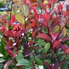 Sutton Photinia Little Red Robin Standard Tree Hardy Evergreen Shrub 1 x 3L Pot