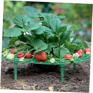 5 Pack Strawberry Plant Support - Strawberry Growing Racks with 4 Sturdy Legs - Picture 1 of 7