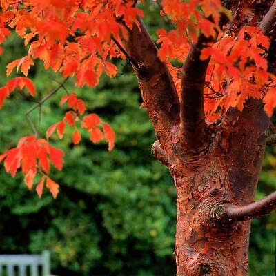 Paperbark Maple Tree Seeds for Planting Stunning Peeling Cinnamon Colored Bark - Image 1 of 4