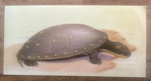 Vintage - 1962 - Gelles Widmer - Reptile CARD -5. Spotted Turtle - Picture 1 of 2