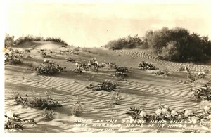 Desert Dunes Shileld's Date Gardens Indio California RPPC Real Photo Postcard - Picture 1 of 2