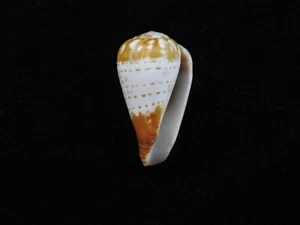 Muschel Conus chytreus 31,9mm ID#7682 - Bild 1 von 3