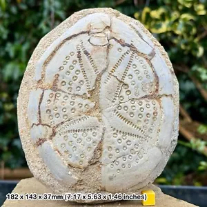 Echtes Riesen Echinoidenfossil (Dendraster), Miozän, West Java, Indonesien - - Bild 1 von 1