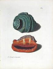 1757 George Wolfgang Knorr Sea Seashell Print Shell - 9