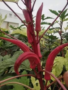 Gombo rosso indiano - Abelmoschus esculentus 5+ semi estremamente produttivi ... - Foto 1 di 1